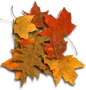 autumn leaves