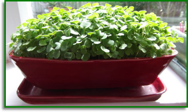 Microgreen Planter Pot