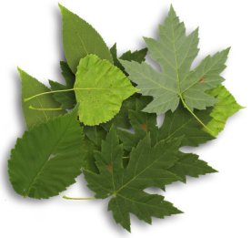 summer leaves